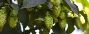 The production of Centennial Hops took off as American IPAs gained popularity.