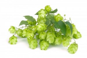 El Dorado is one of  the new "IT" hops for IPAs and Pale Ales.  This variety provides intense aromas of stone fruits (pear, cherries) and candy (Lifesavers).
