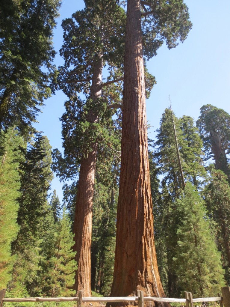 Sequoias are the largest trees in the world and among the oldest living things on earth.