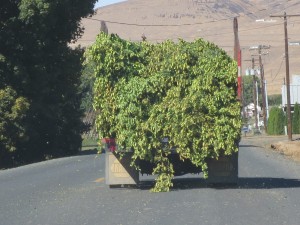 We followed this full truck to find the Loftus Ranches hops processing facility and then followed an empty truck to get to the hops harvesting action.