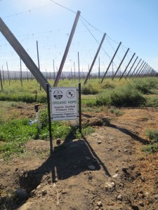 Commercial hop plants grow on trellis specifically designed to maximize growth and allow equipment harvesting. 