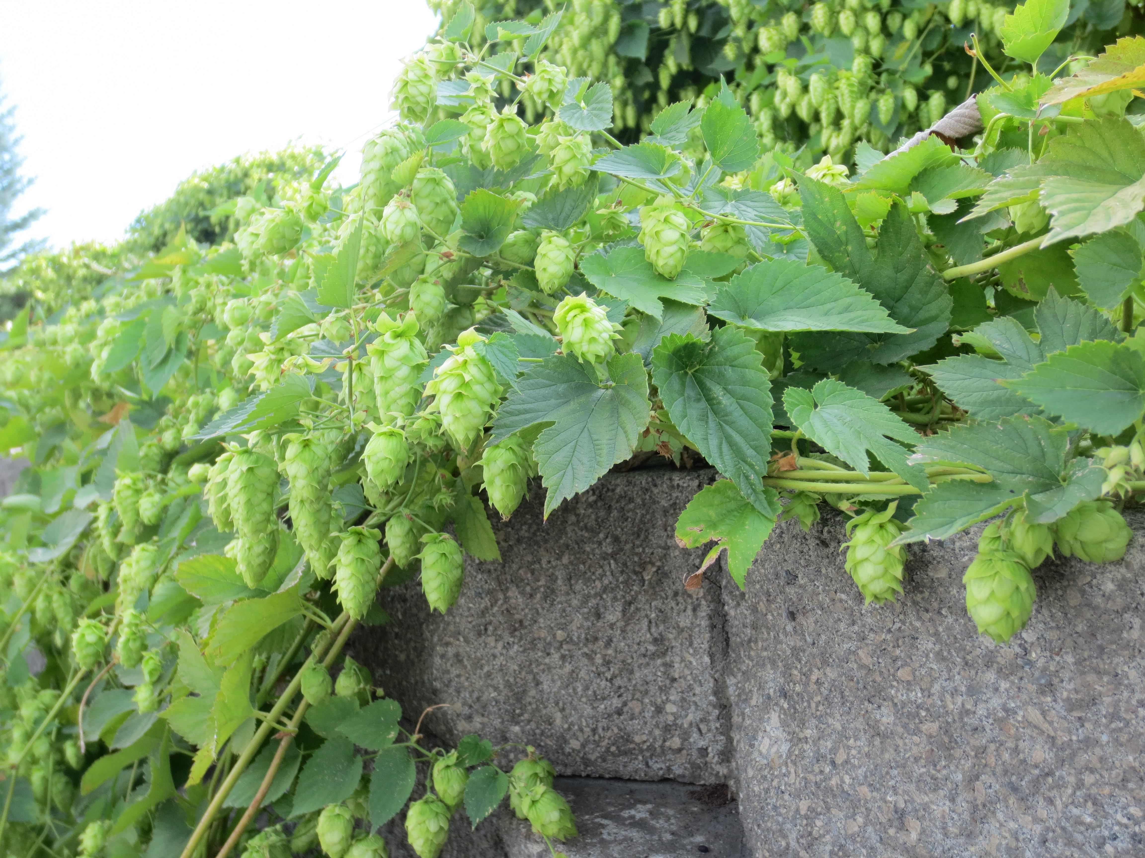 Revisiting Hop Harvest in Yakima Valley, WA
