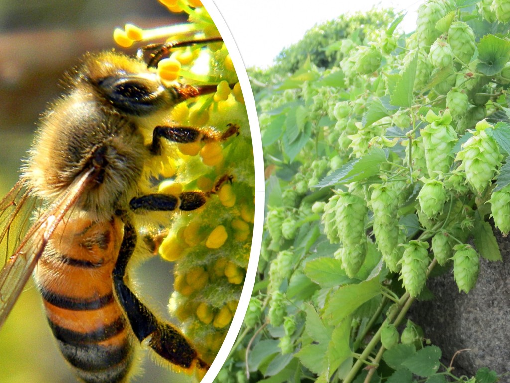 Saving Bees with Hops