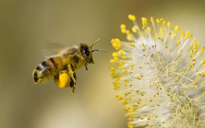 Saving Bees with Hops