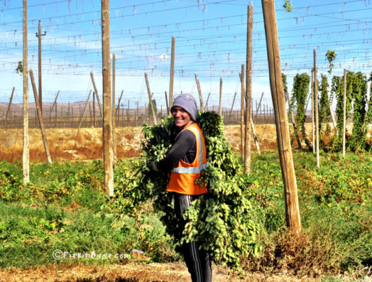 Loftus Ranches Hop Farm Featured in Tuesday SnapShots