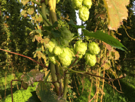 Hop Harvest in Yakima Valley - Vacations in a Glass