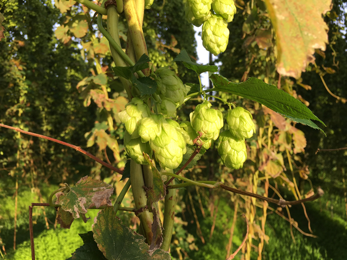 Hop Harvest in Yakima Valley - Vacations in a Glass